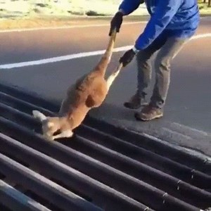 18K views · 86 reactions | Man saves roo stuck in cattle grid - Australia | Farming Accidents | Facebook