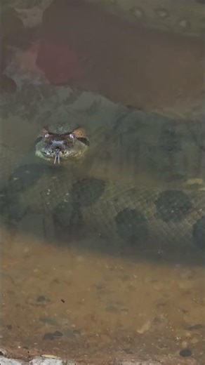 Massive Green Anaconda Tongue Flick! 🐍✨