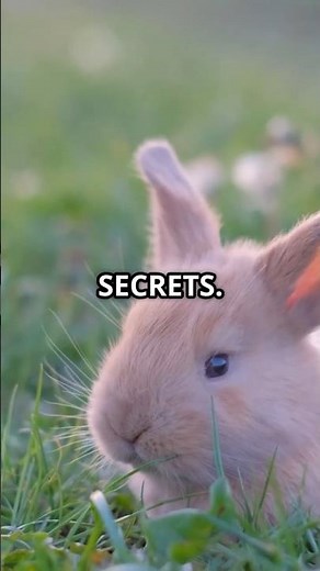 Cool Facts About Bunnies! 🐰