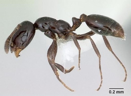 How to Get Rid of Little Black Ants - The Pest Advice