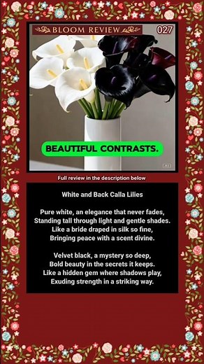 White and Black Calla Lilies: A Study in Nature’s Contrast ‪@NewBloomReview‬ #flowerreview #viral