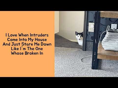 50 “My House, Not My Cat” Encounters That Are Too Funny to Miss (New Photos)
