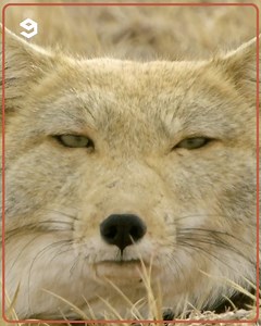 278K views · 4.9K reactions | Tibetan fox looks like someone tried to draw a fox from memory but failed. | 9GAG | Facebook