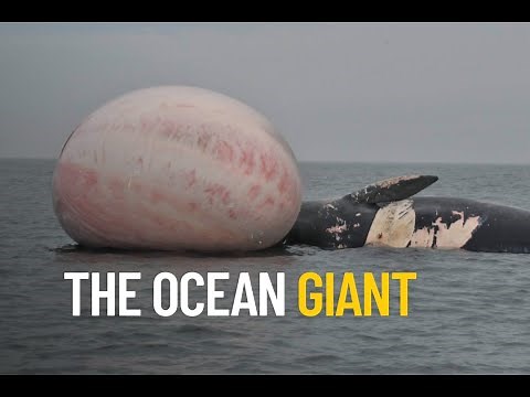 GIANT Blue Whale | Facts That Will Blow Your Mind