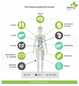 Endocannabinoid System | Kalapa Clinic