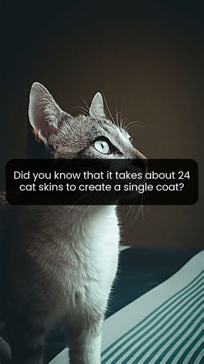 Discover the surprising truth behind cat fur coats and their shocking impact