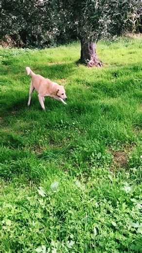 Golden Labrador retriever ❤️