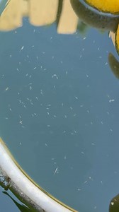 Working on my Medaka Ricefish breeding ponds! #medaka #ricefish #fishbreeding #dakuaquatics #fishkeeping #aquarium #aquariumhobby #fish #aquascape #freshwateraquarium #aquariumfish #plantedtank #aquariums #tropicalfish #fishkeeper #aquascaping #aquariumlife #plantedaquarium #nanofish #aquariumsofinstagram #freshwaterfish #freshwatertank #aquascaper #natureaquarium #freshwater #fishofinstagram #nature #nanotank #fishroom | Daku Aquatics