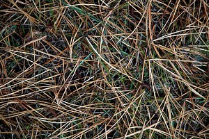 Scotch Vs. Austrian Pine