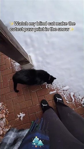 The cats saw snow for the first time,and they really enjoyed it!❄️🐈#snow #funnycats #foryou #fypシ