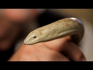 3 Cool Facts about Legless Lizards | Pet Reptiles