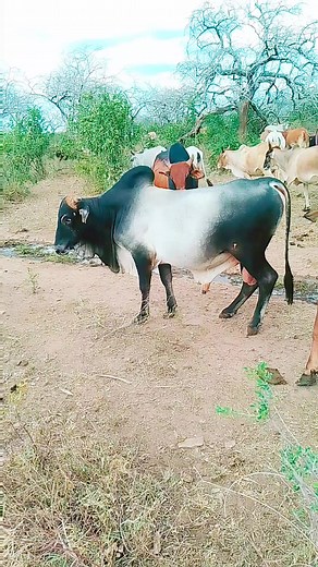 Mapi johnson on TikTok