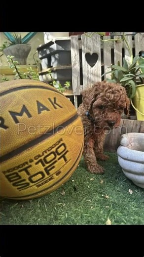 ✨ Sweet & Stylish Miniature Poodle Puppies — Ready for Loving Homes! ✨