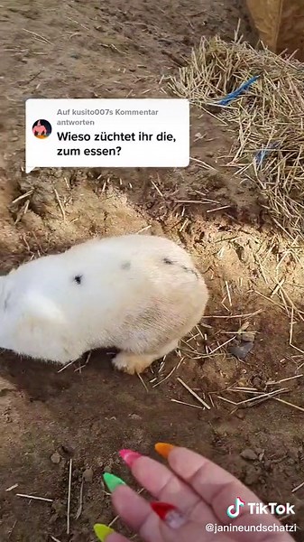 Rabbits Interacting with Humans in a Petting Zoo