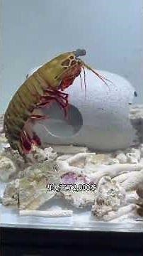 Mantis shrimp couples are fighting against foreign enemies together animal world. The magical an