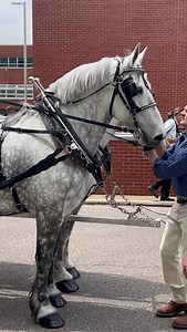 Emery and Derek Smith checking the hitching process | Rebecca Ray Designs