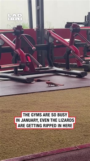 Why Do Lizards Do Pull-Ups? Fun Gym Insights