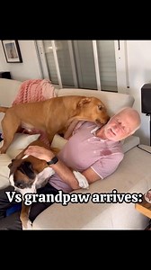 24K views · 918 reactions | Mum vs dad vs grandpaw: boxer Labrador edition! #boxerdog #labrador | Bobby from the bin | Facebook