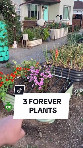 3 Plants for a Forever Garden