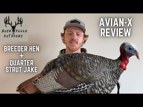 Avian-X Turkey Decoy Review | Breeder Hen & Quarter Strut Jake