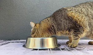 A cat and dog share a metal bowl, happily eating together in a friendly atmosphere. Their playful interactions showcase the bond between them during mealtime