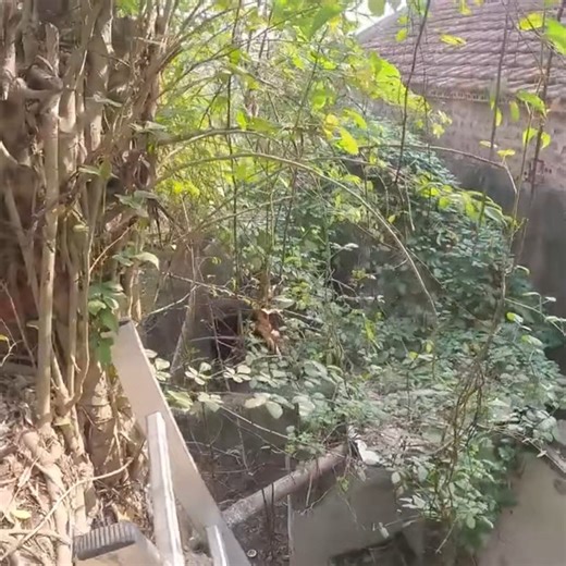 Abandoned House Left to ROT for Years SHOCKING Clean Up - Part 1 | Mechanical TV