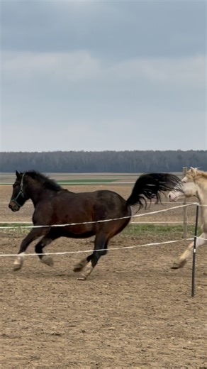 Alpha Energy Unleashed: When Two Stallions Share One Space 🐎⚡ Two strong personalities. One shared space — and things heat up fast! When two stallions end up together, peace is no longer an option. Jealousy, dominance games, challenging stares… and yes, a bit of comedy too! This isn’t just playful fun — it’s a real clash of character. Watch until the end — the real drama starts when one of them decides, “I’m the boss here!” 😄🔥🐴 #StallionClash #HorseEnergy #FunnyHorses #EquineDrama #Dominance