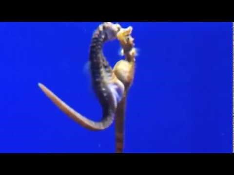 Caballitos de mar: un embarazo único en el mundo animal