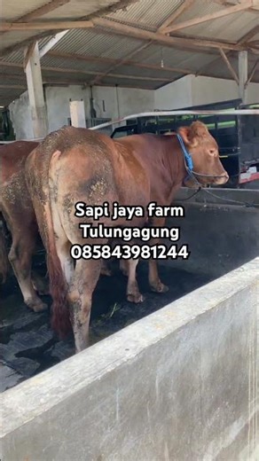 jantan limosin #sapijayafarm #sapi #youtube #youtubeshorts #tulungagung