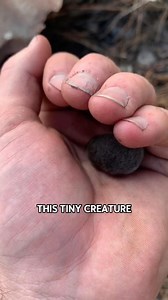 2.5M views · 62K reactions | Super tiny beneficial insects.#shortvideo #shorts | Jackiemcrey | Facebook