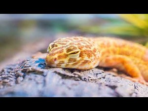Best Pet Reptiles for Beginners (Ranked by EASY Care!)
