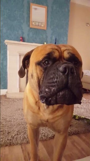 Bullmastiff barking