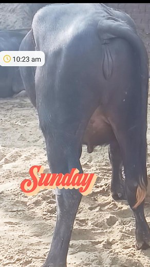 Big ve | animals video