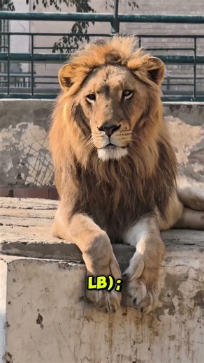 Real Lion Roar Sound Effects | Ultimate Lion Sound Collection