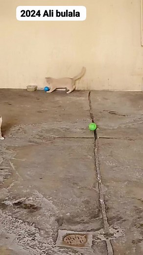 Ffe tuli eno tuzanyamu mupira🤣🥰 | NUP Family