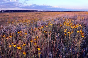 The 8 Best Native Plants for your Southwest Montana Landscape - Blanchford Landscape Group