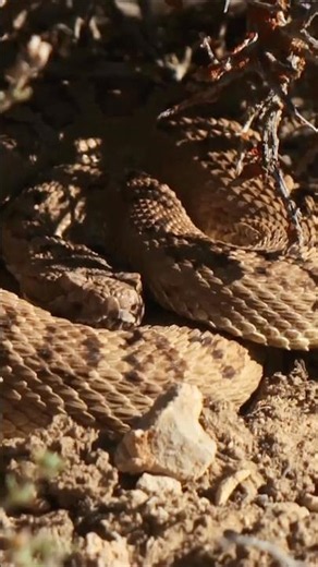 Clearly these two have come across their fair share of rattlesnakes 🐍😂
