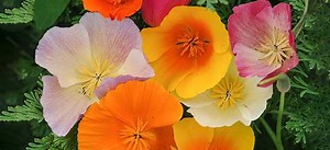 California Poppy - The Lost Herbs