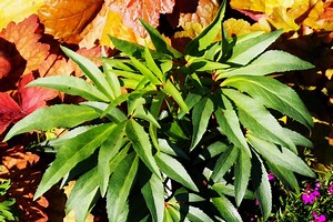 Dividing and Transplanting Hellebores | Perennial Masters