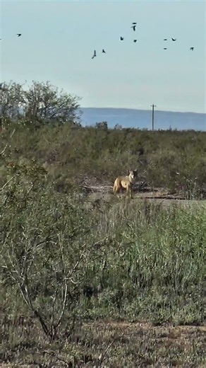 Coyote comes in to vocals #wildlife #coyote #foxpro #animals