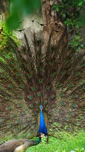 Peacocks elevate and vibrate their tail #ytshorts #Peacock #nature