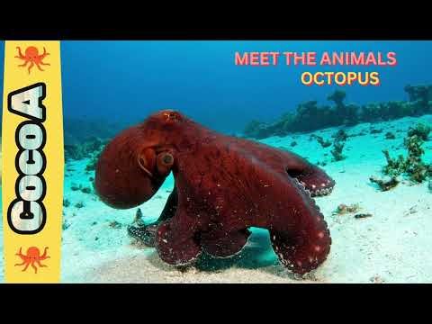Meet the Animals || The Amazing Ocean Explorers || Octopuses🐙 🐙