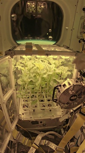 Future Mars Food Is Growing in Orbit