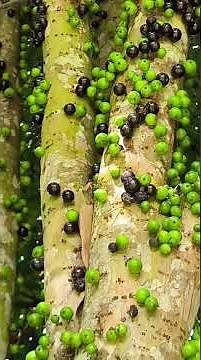 The jaboticaba tree and its curious way of bearing fruit!