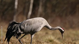 Couple of common Cranes on ground dancing, feeding and mating. Bird Cranes preparing a nest for new generation. Stock Video