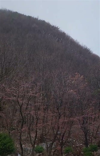 20260404 봄비 내리는 아침☔️A Morning of Spring Rain☔️#서산시#국립용현자연휴양림#korea