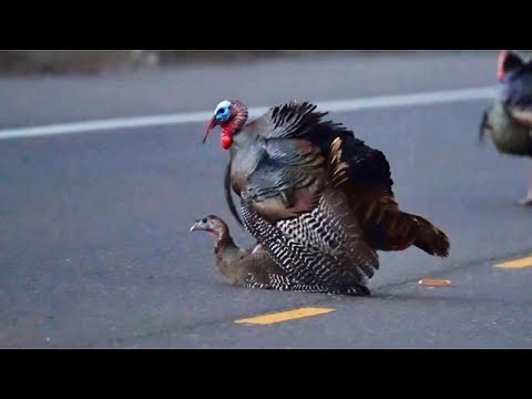 Wild Turkeys: Tom Mounts Hen, Courtship to Copulation