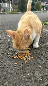 kucing makannya enak