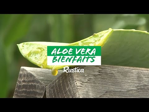 🌱 The benefits of Aloe Vera: A plant with multiple virtues! 🌿