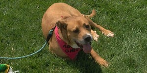 Cincinnati Animal Care brings positive experience for pet adoption at The Off Market